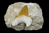 Otodus Shark Tooth Fossil in Rock - Eocene #171280-2